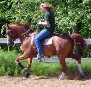 willow1.jpg